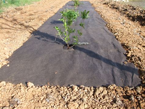 Exemple de toile de paillage synthétique noire installée au potager