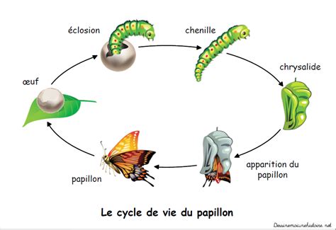 Cycle de vie d'une chenille