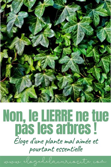 Tableau comparatif des bienfaits écologiques du lierre