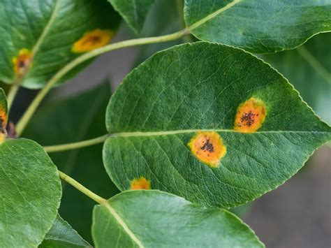 Schéma comparatif des feuilles et fruits de pommier, poirier et cognassier