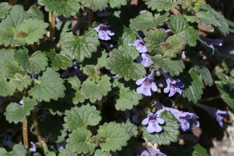 Illustration du lierre terrestre avec ses feuilles crénelées et ses fleurs violettes