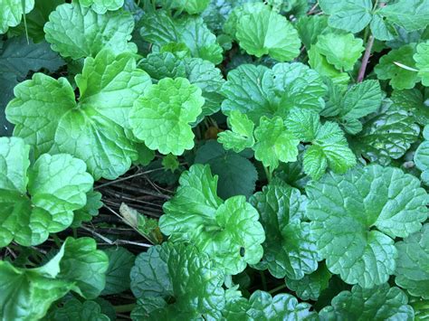 Gros plan sur la tige carrée et les feuilles réniformes du lierre terrestre
