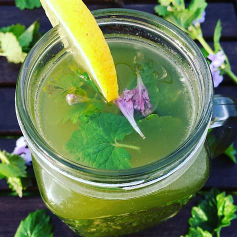 Divers plats et boissons infusés au lierre terrestre