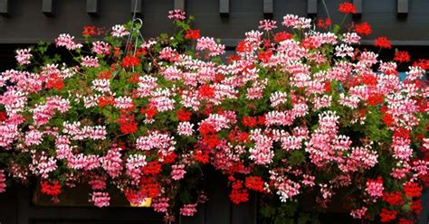 Plantation de géraniums lierre dans une jardinière