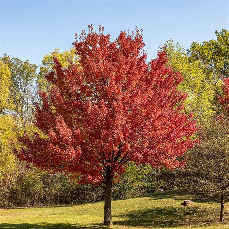 Érable Ginnala en automne avec feuillage rouge vif