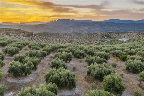 Paysage d'oliviers dans le Salento au coucher du soleil