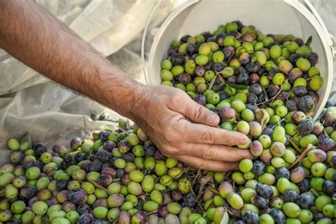 Ouvrier récoltant des olives à la main
