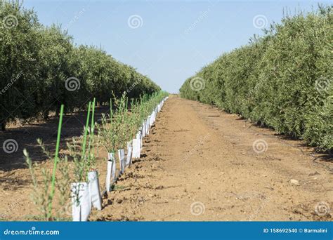 Plantation de jeunes oliviers