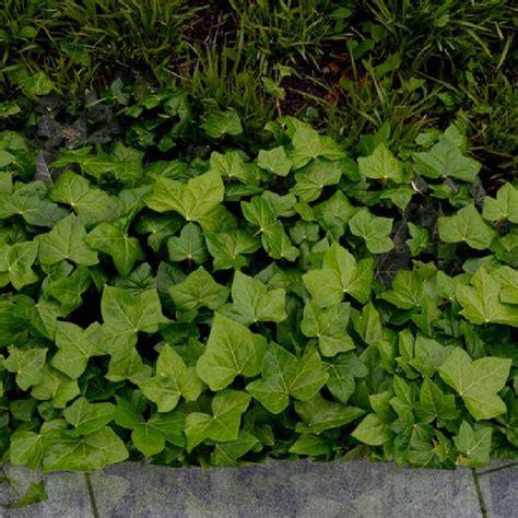 Exemple de plantes couvre-sol alternatives au lierre