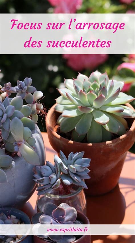 Infographie sur l'arrosage des plantes succulentes