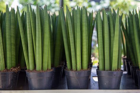 Arrosage de la Sansevieria