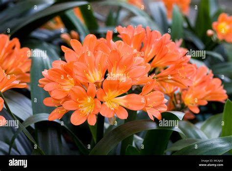 Clivia miniata en fleurs