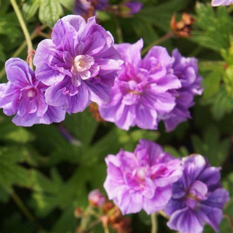 Géraniums à fleurs lilas