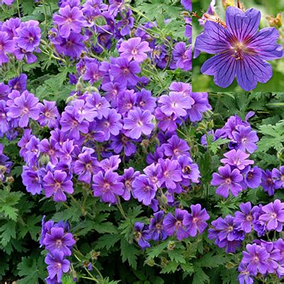 Geranium magnificum 'Rosemoor' en fleur