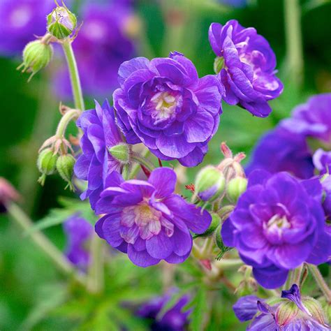 Geranium pratense Plenum Violaceum gros plan