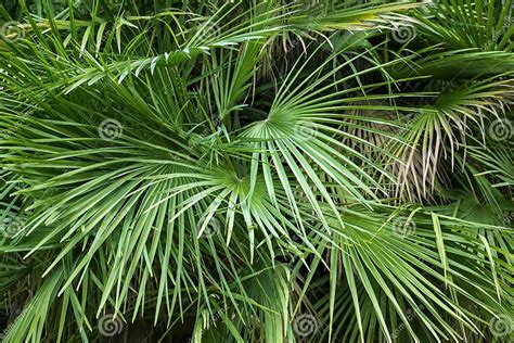 Palmier luxuriant avec des feuilles vertes vives