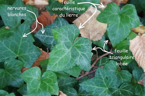 Schéma de plantation du lierre