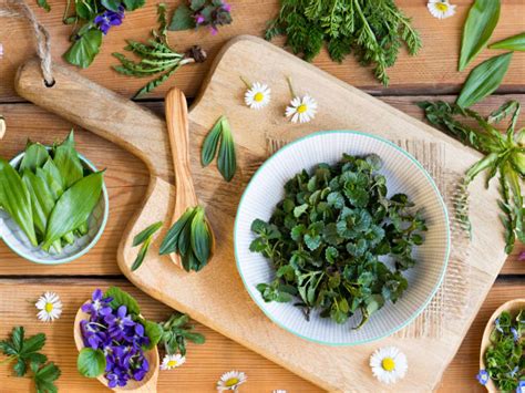 recueil de recettes à base de plantes sauvages