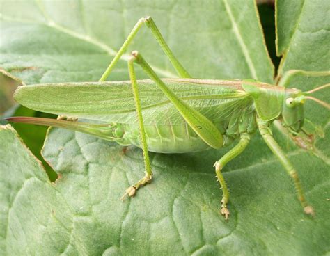 Sauterelle verte sur une feuille d'hibiscus