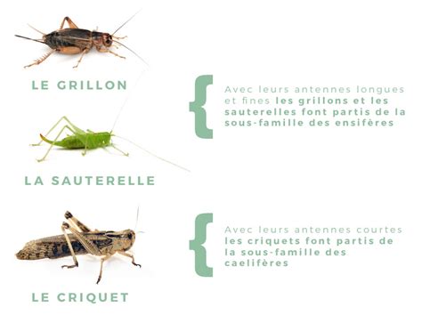 Comparaison entre une sauterelle et un criquet