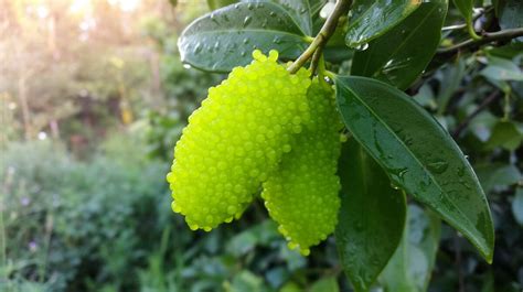 Schéma des besoins en eau du citronnier caviar selon les saisons
