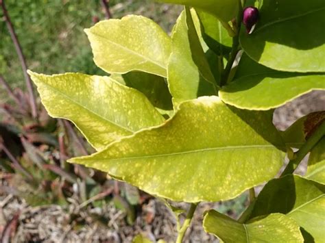Image d'un citronnier atteint de chlorose