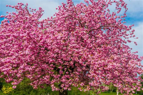 Arbre en fleurs roses au printemps