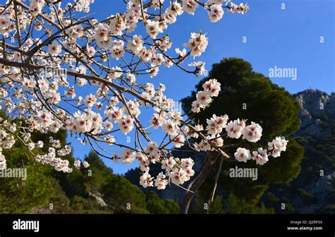 Champ d'amandiers en fleurs en Provence