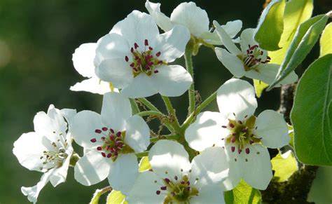 Fleurs de poirier