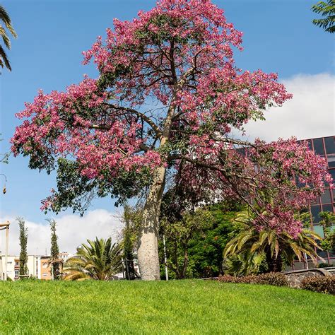 Tronc épineux de Chorisia speciosa