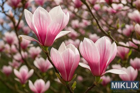 Fleurs de magnolia en forme de tulipe