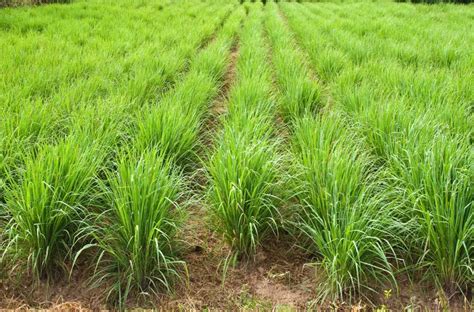 Champ de lemongrass