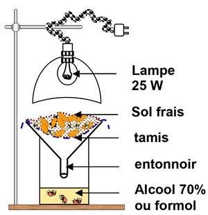 Dispositif de Berlèse pour l'extraction de la microfaune du sol