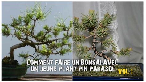 illustration d'un bonsaï pin parasol