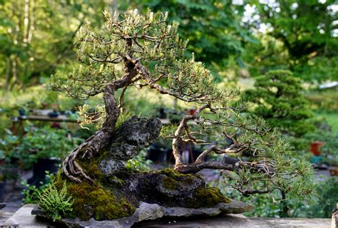 Bonsaï en pot, représentant un paysage miniature
