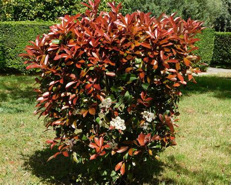 Photinia Red Robin en fleur