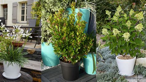 Photinia en pot sur une terrasse