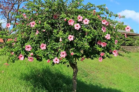 Hibiscus syriacus en fleurs dans un jardin