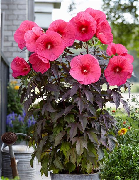 Hibiscus des marais avec de grandes fleurs roses