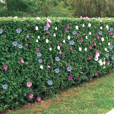 Image d'un jardin avec des hibiscus en haie