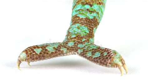 Anatomie des pattes zygodactyles d'un caméléon