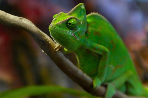 Caméléon voilé (Chamaeleo calyptratus)