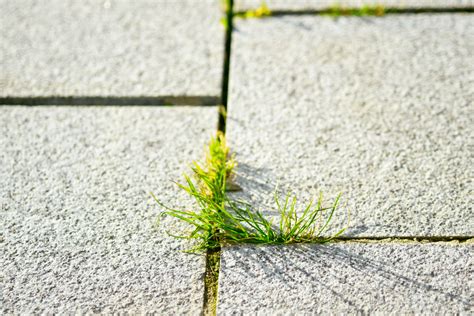 Mauvaises herbes poussant entre des pavés