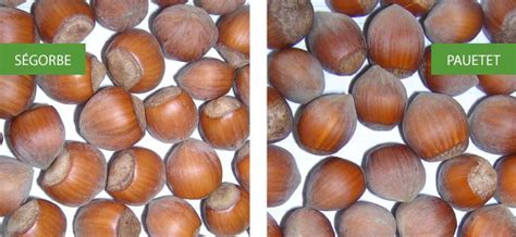 Comparaison de différentes variétés de noisettes : taille, forme, couleur