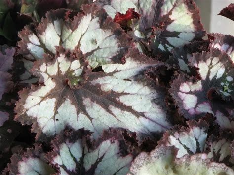 Bégonia Rex, exemple d'hybride aux feuilles remarquables