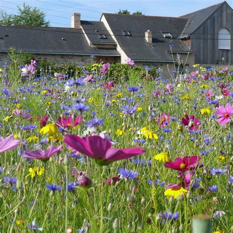 Prairie fleurie riche en biodiversité