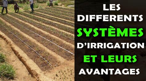 Schéma comparatif des différents systèmes de raclage de fumier