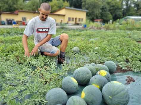 Jardinier amateur fier de sa récolte de melons géants