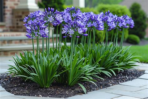 Agapanthes 'Northern Star' avec ombelles bleu nuit
