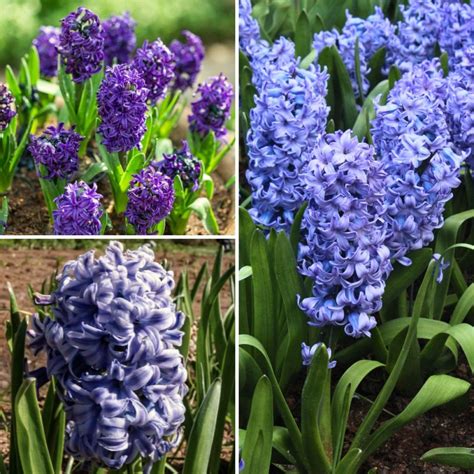 Jacinthes orientales bleues